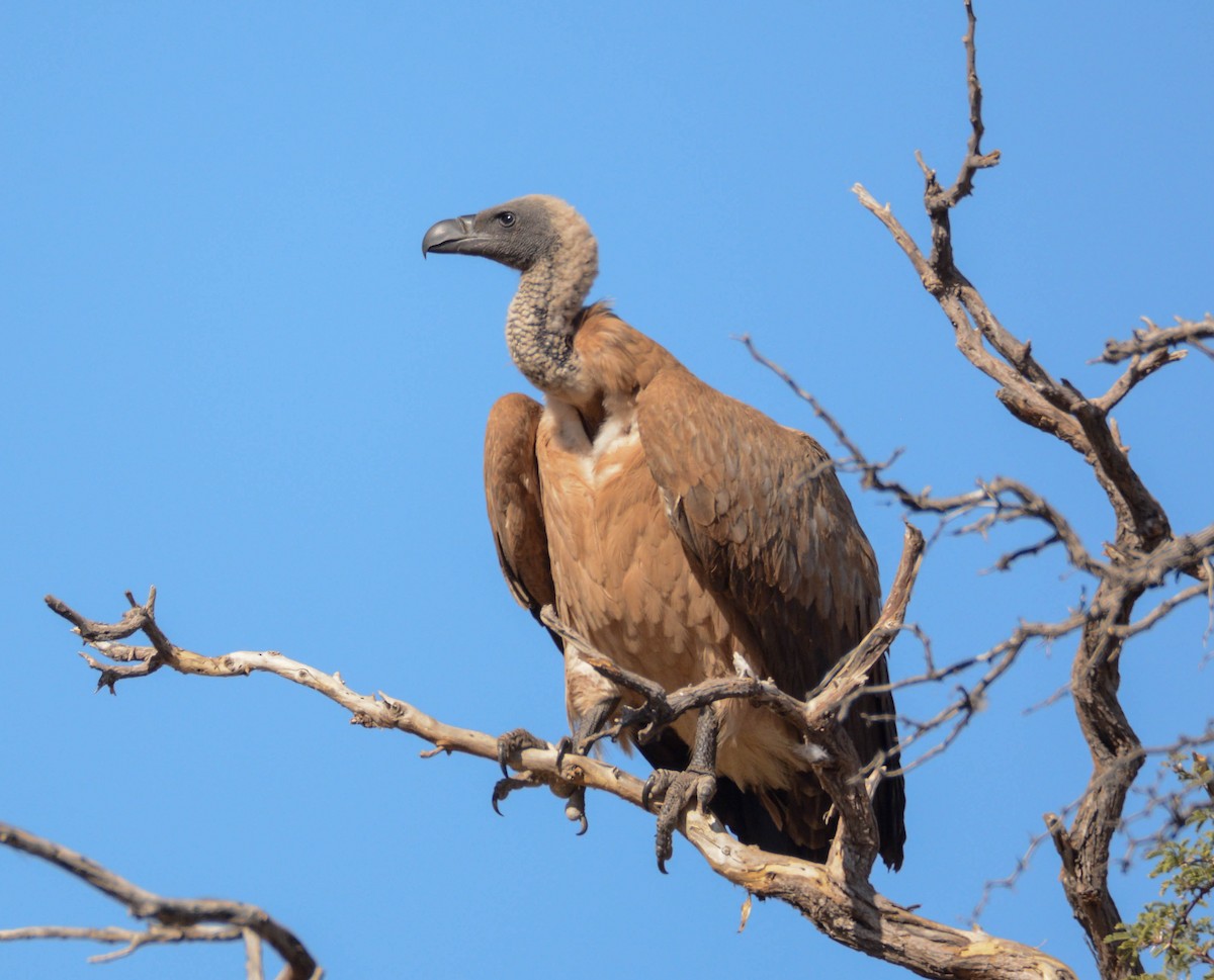 White-backed Vulture - ML639103862