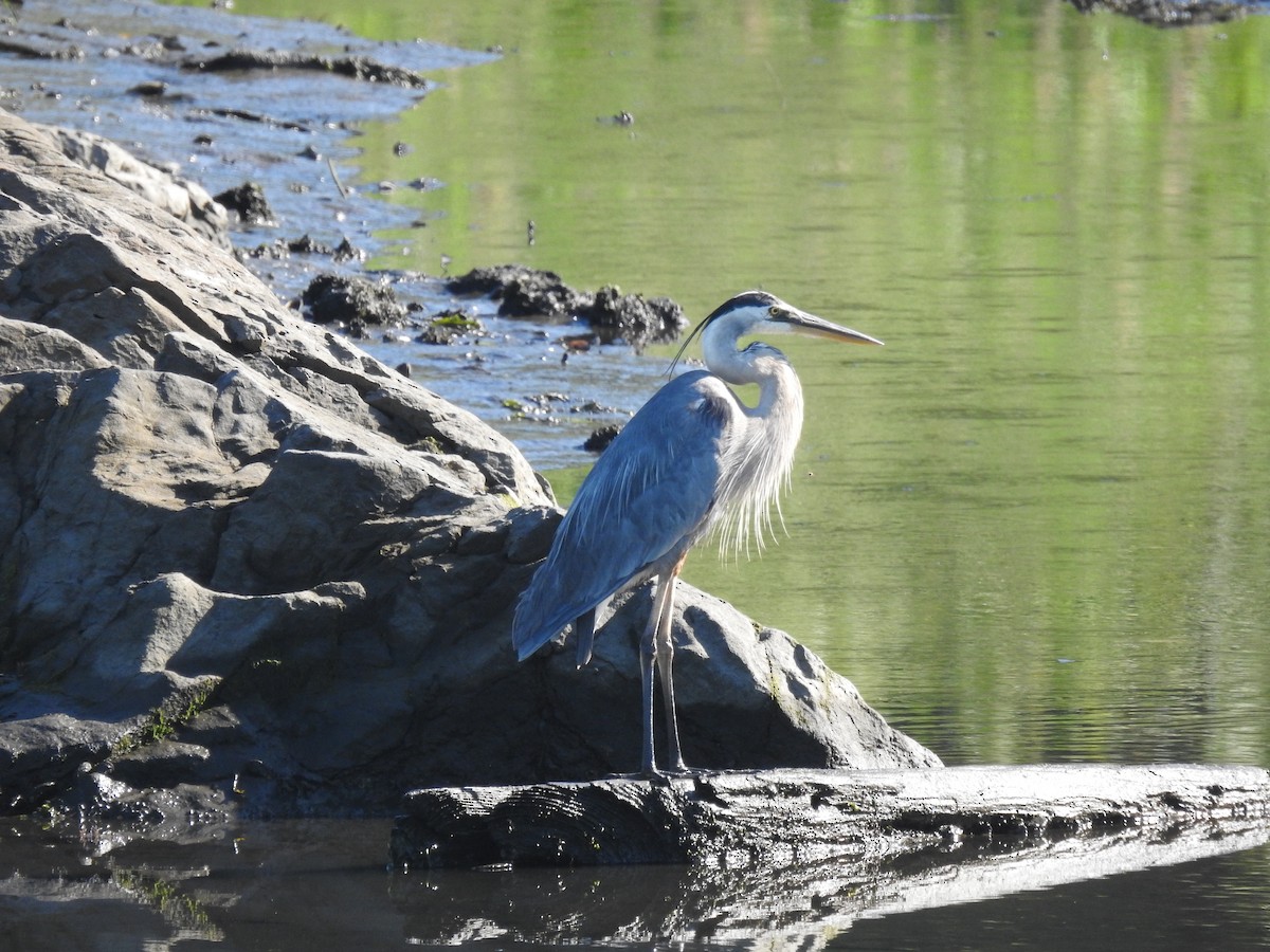 Great Blue Heron - ML639103890