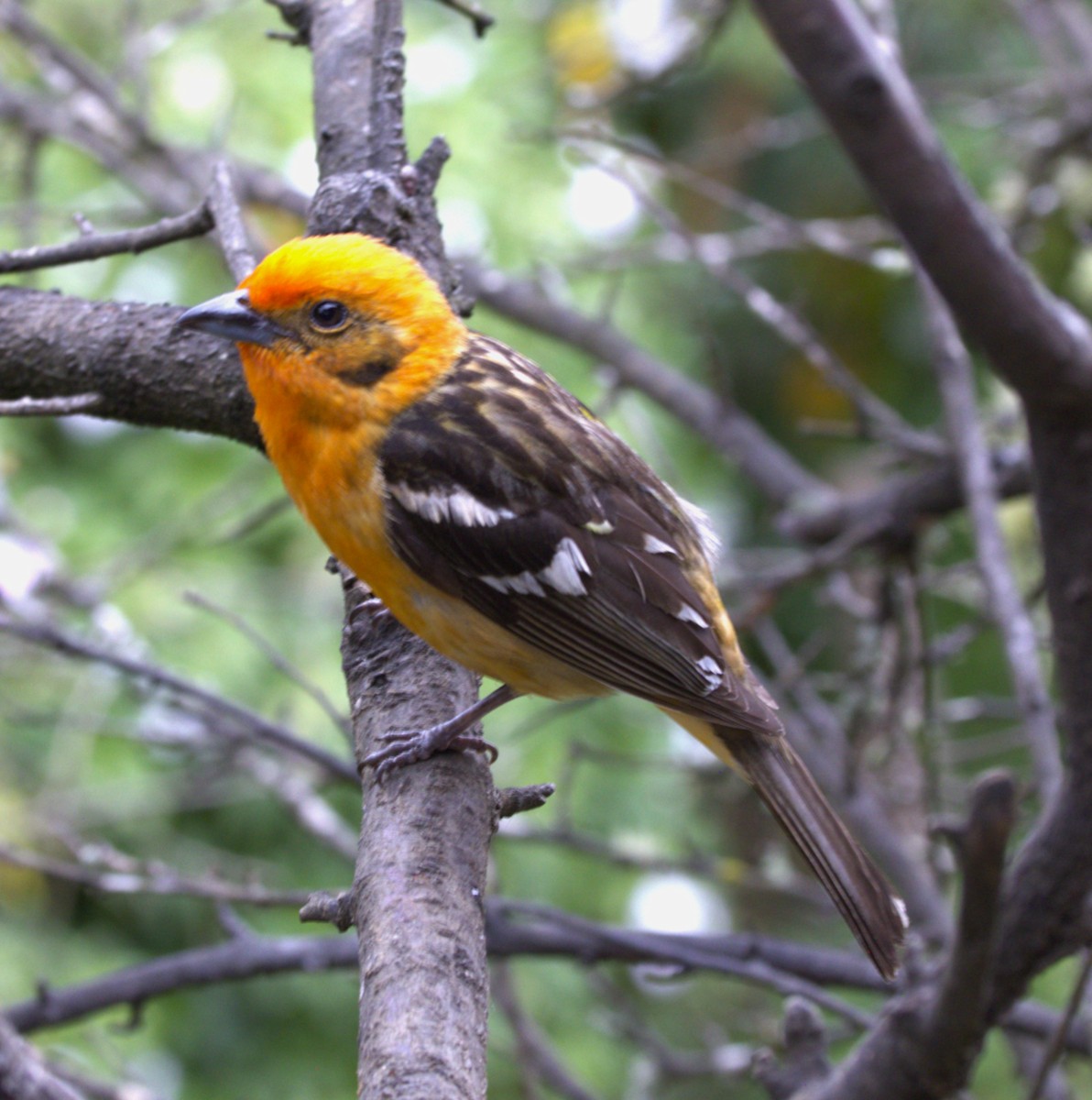 Flame-colored Tanager - ML639103962