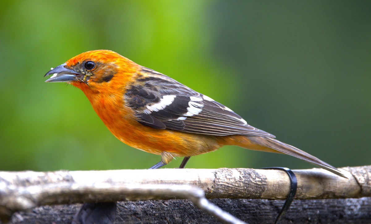 Flame-colored Tanager - ML639103963