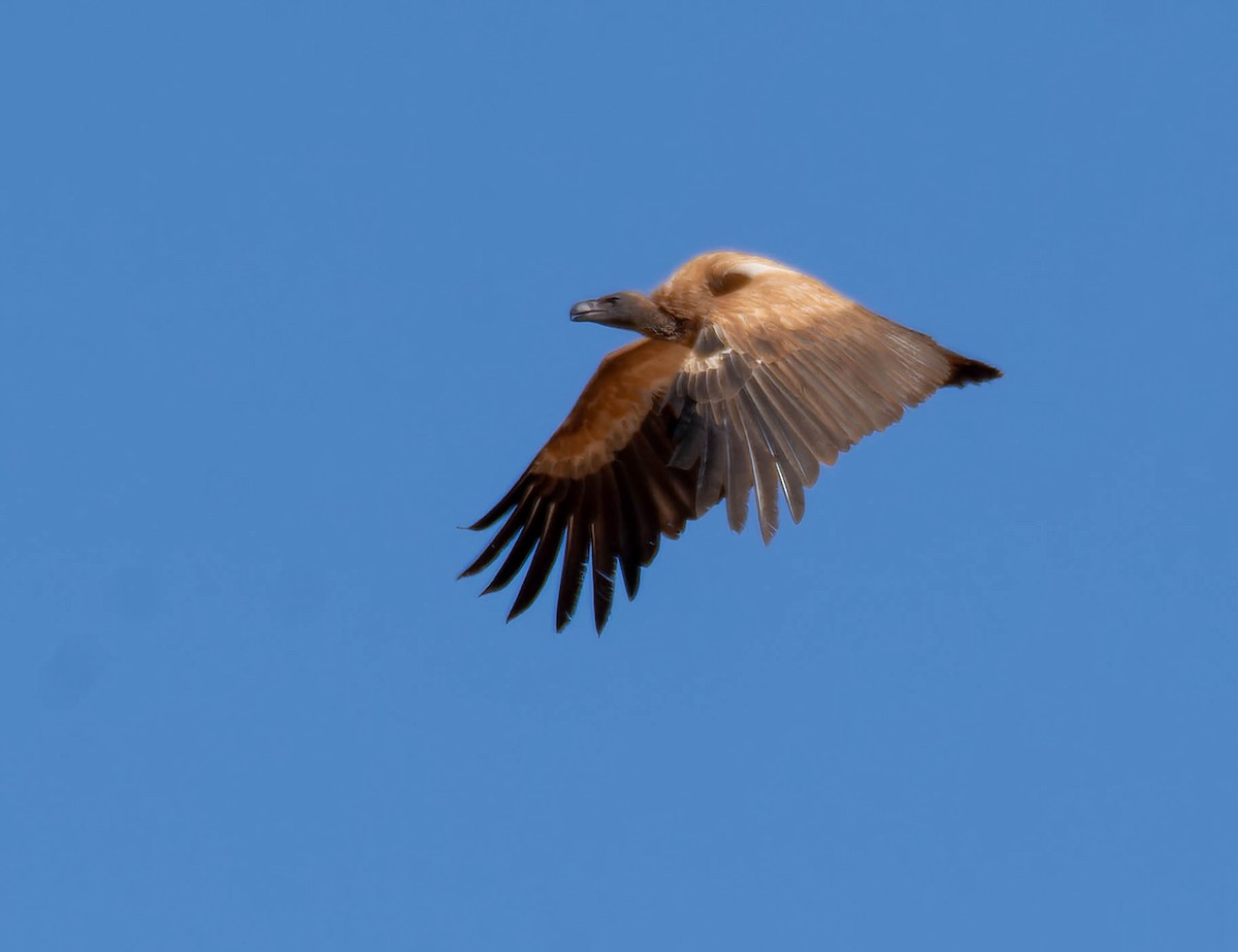 White-backed Vulture - ML639104043