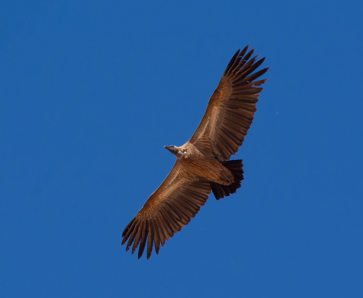White-backed Vulture - ML639104044