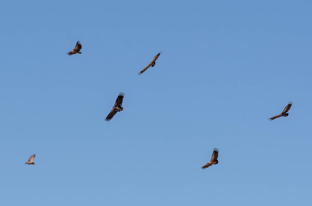 White-backed Vulture - ML639104046