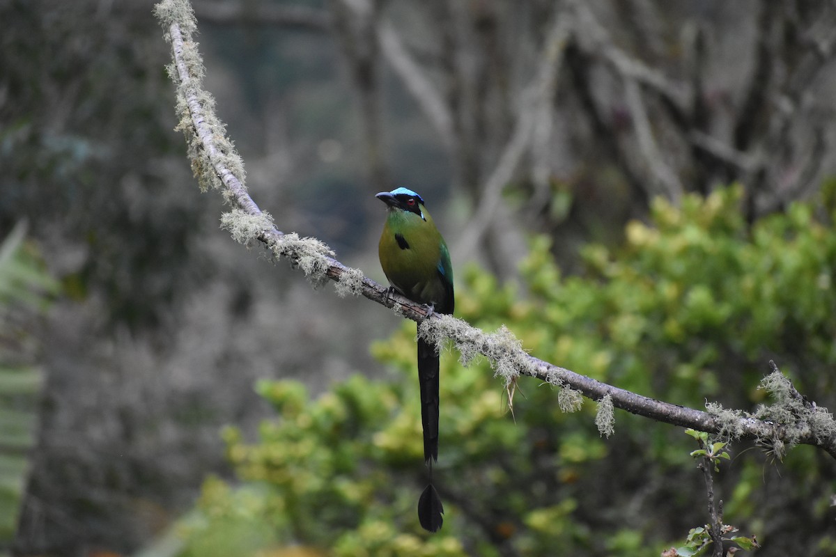 Hochlandmotmot - ML639104103