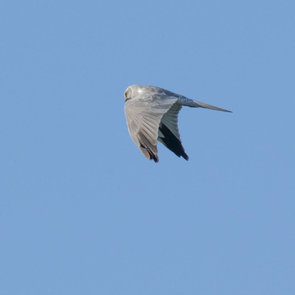 steppehauk - ML639104156