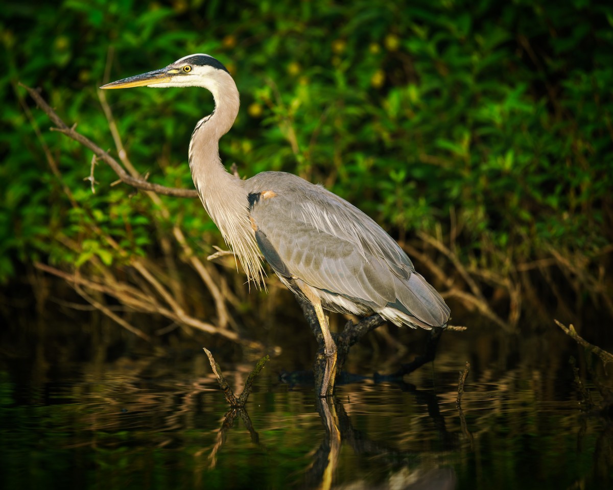 Great Blue Heron - ML639104207