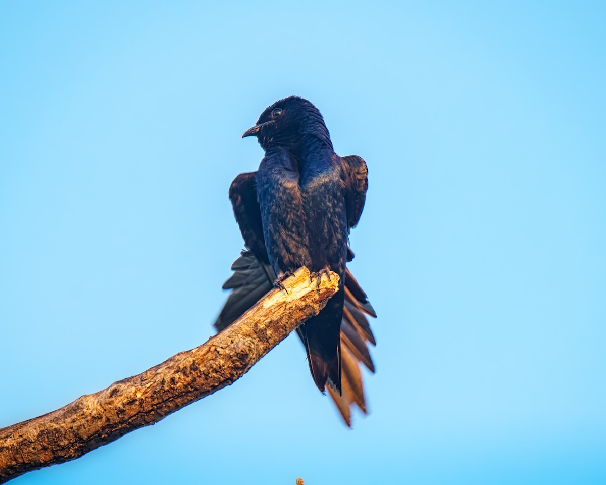 Purple Martin - ML639104306