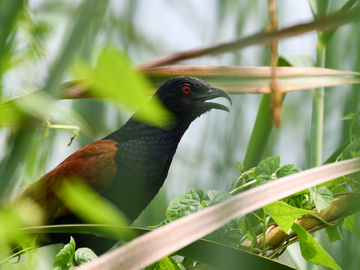 Greater Coucal - ML639104382