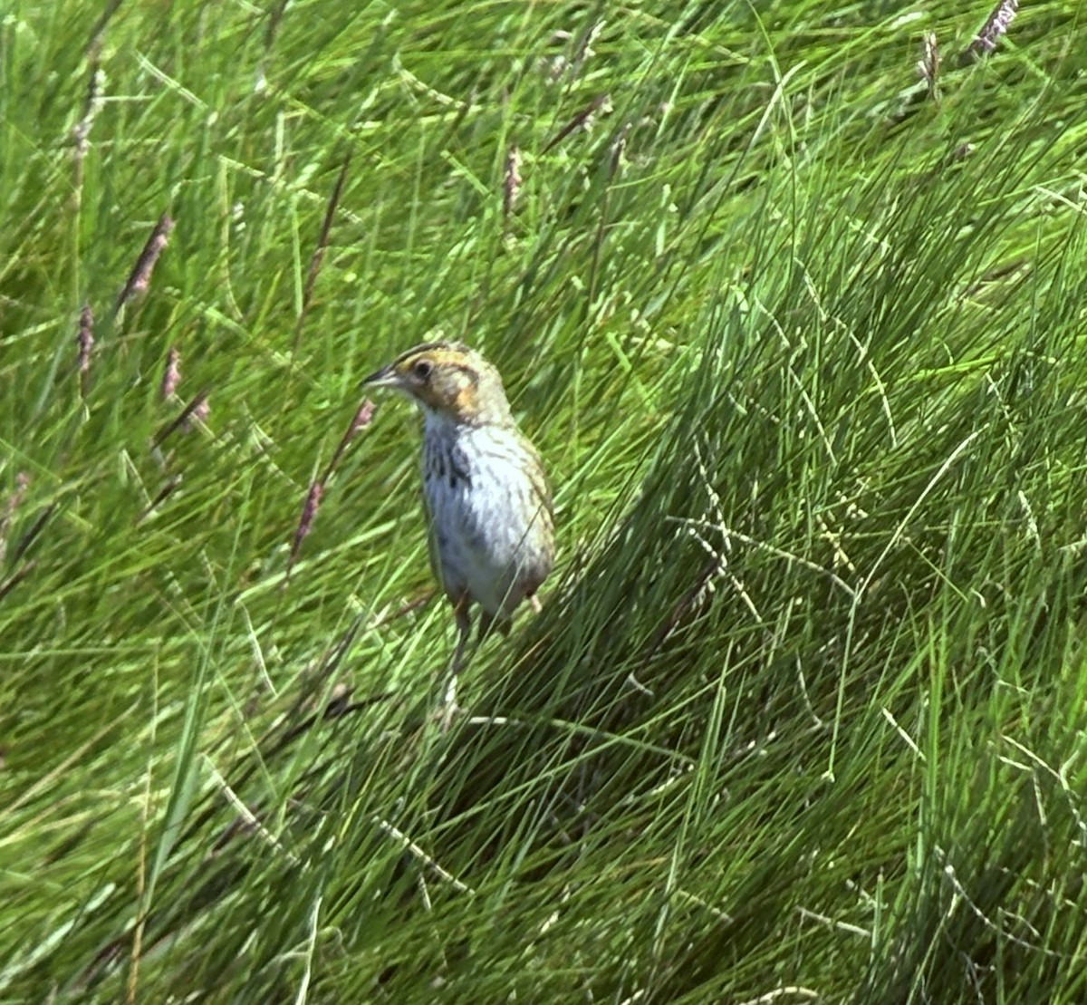 Saltmarsh Sparrow - ML639104406