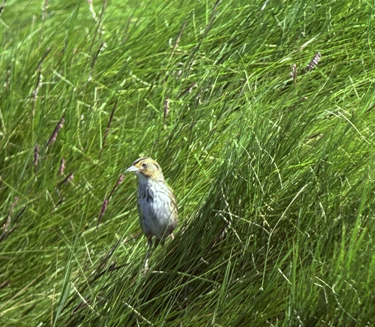 Saltmarsh Sparrow - ML639104407
