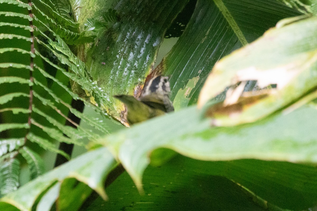 Costa Rican Warbler - ML639104418