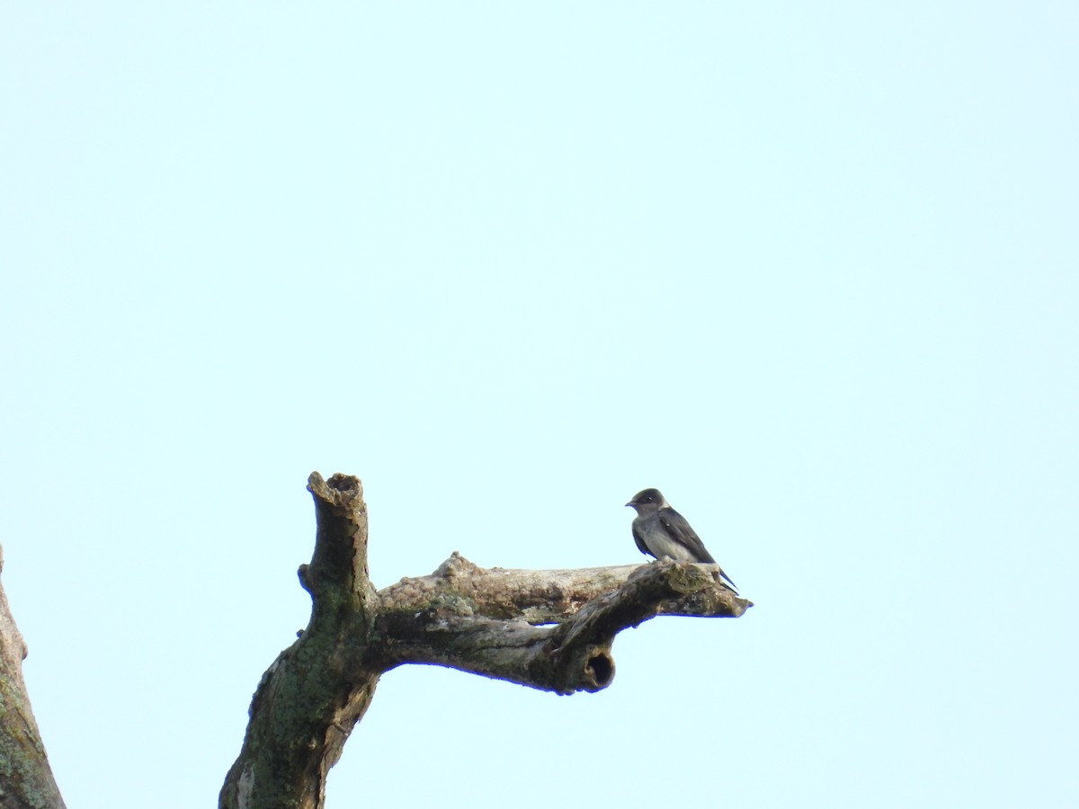Purple Martin - ML639104461