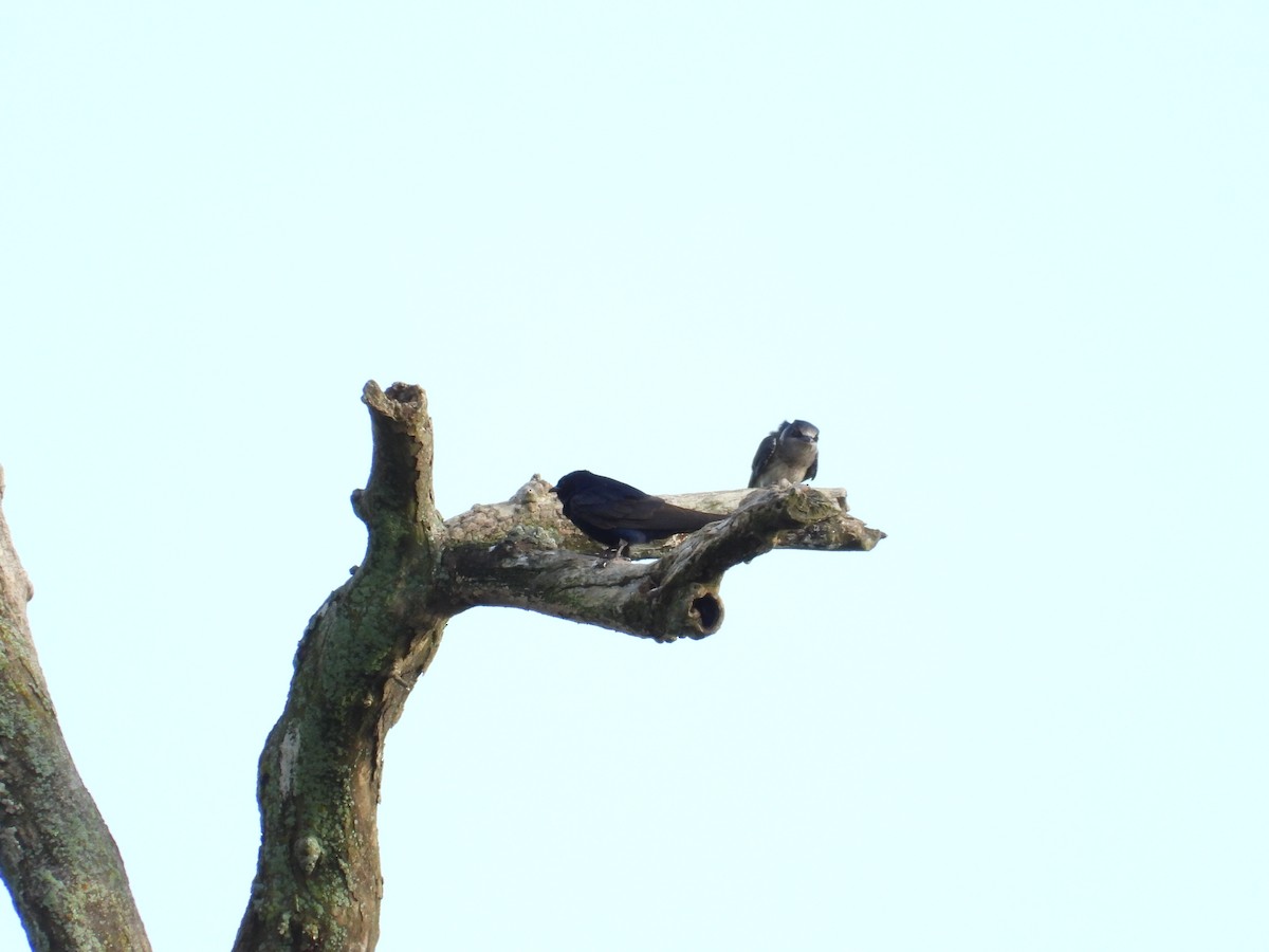 Purple Martin - ML639104462