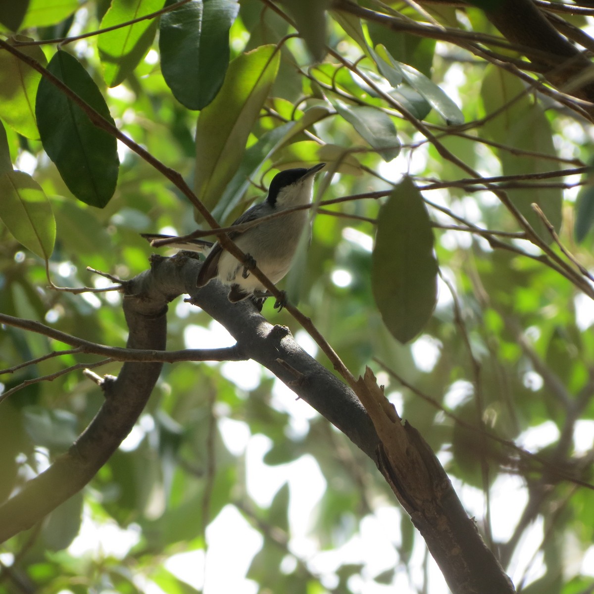 Tropical Gnatcatcher - ML639104502