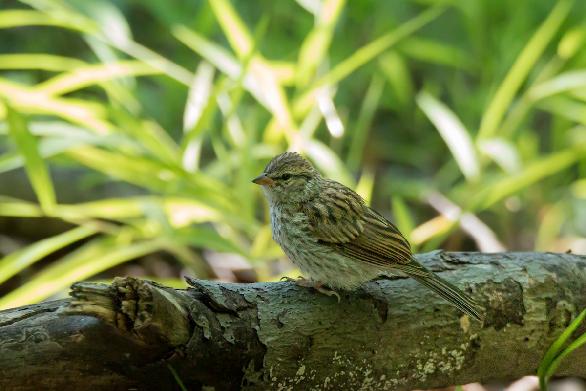 Chipping Sparrow - ML639104536