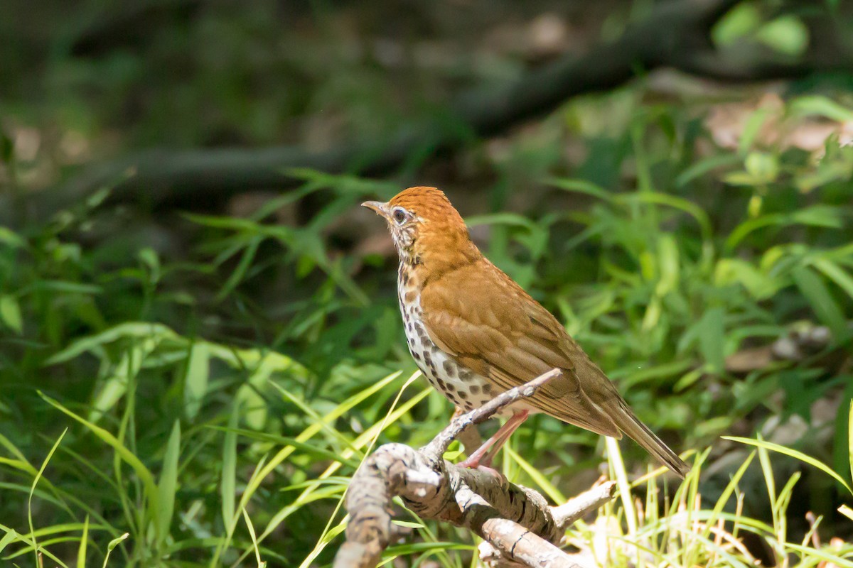 Wood Thrush - ML639104545
