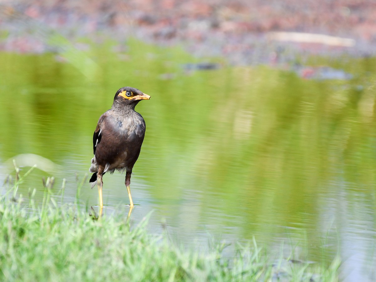 majna obecná - ML639104581