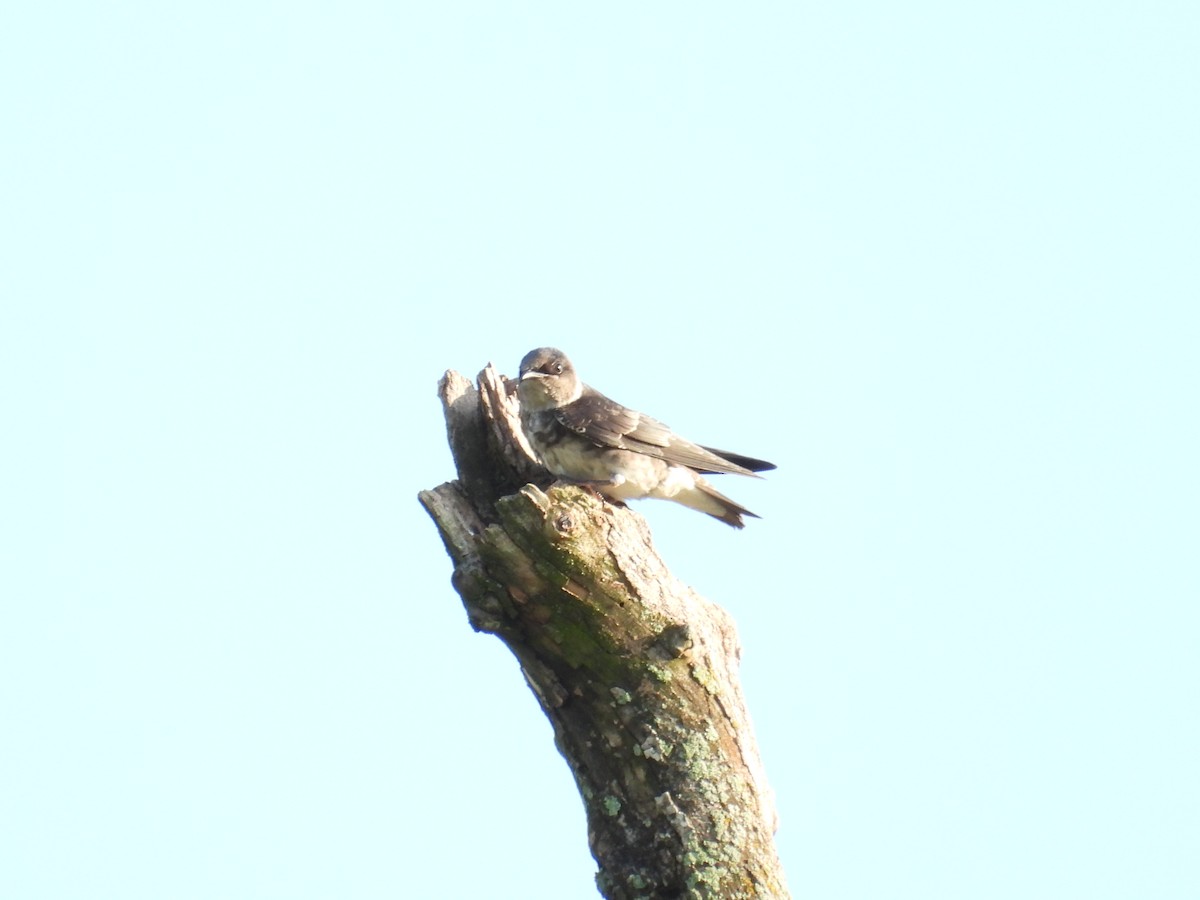 Purple Martin - ML639104584