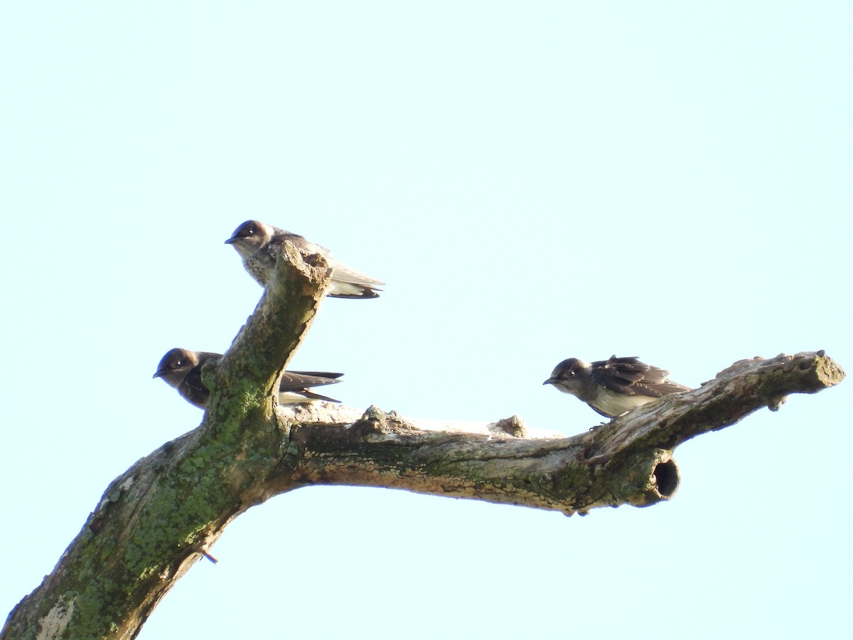 Purple Martin - ML639104645