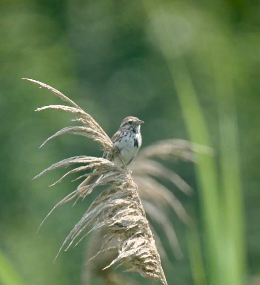 Song Sparrow - ML639104658