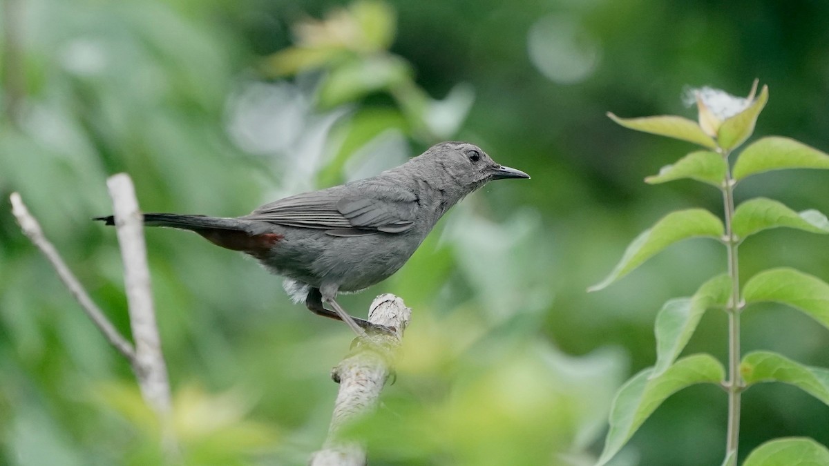Gray Catbird - ML639104673