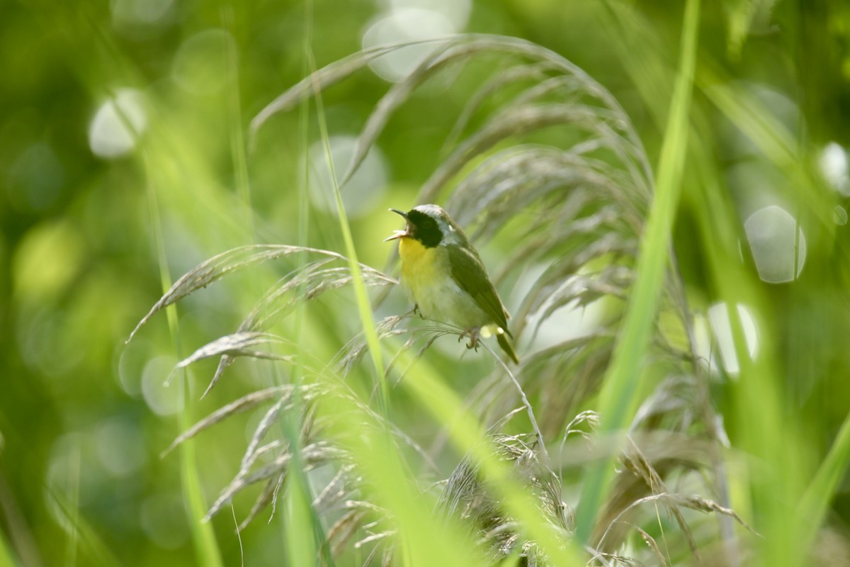 Common Yellowthroat - ML639104674