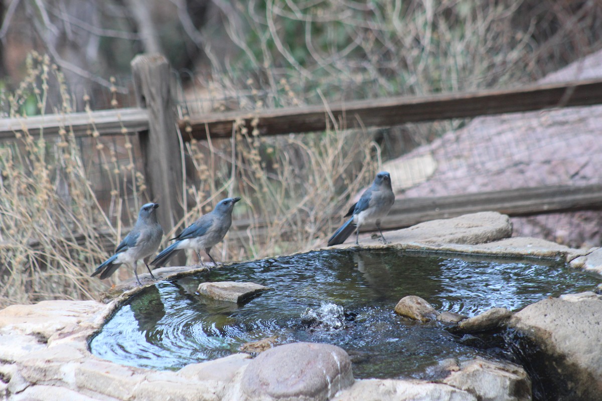 Mexican Jay (Arizona) - ML639104715