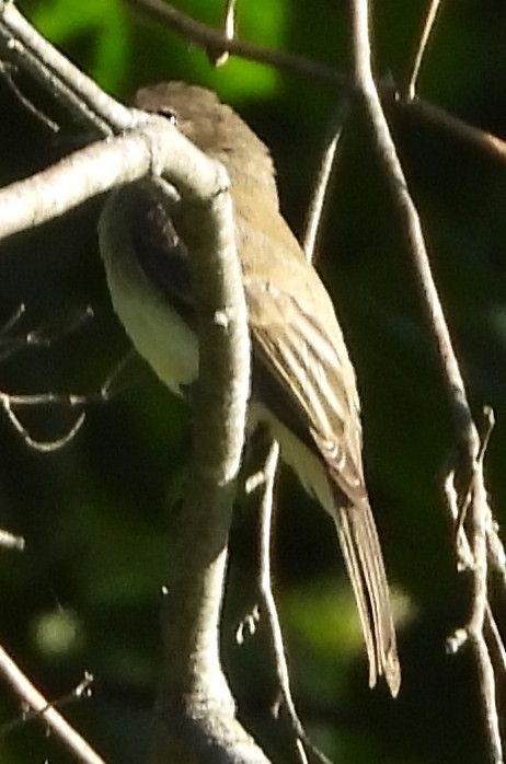 Mosquero Fibí - ML639104717