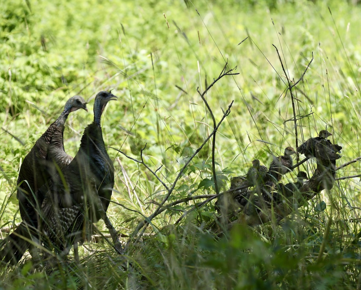 Wild Turkey - ML639104728