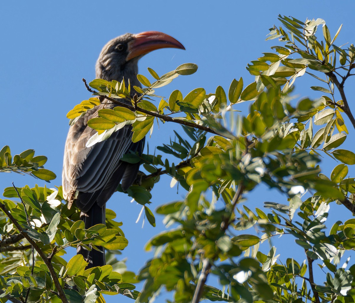 Bradfield's Hornbill - ML639104781