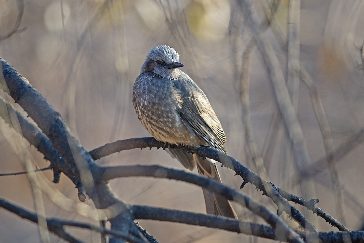 Brown-eared Bulbul - ML639104811