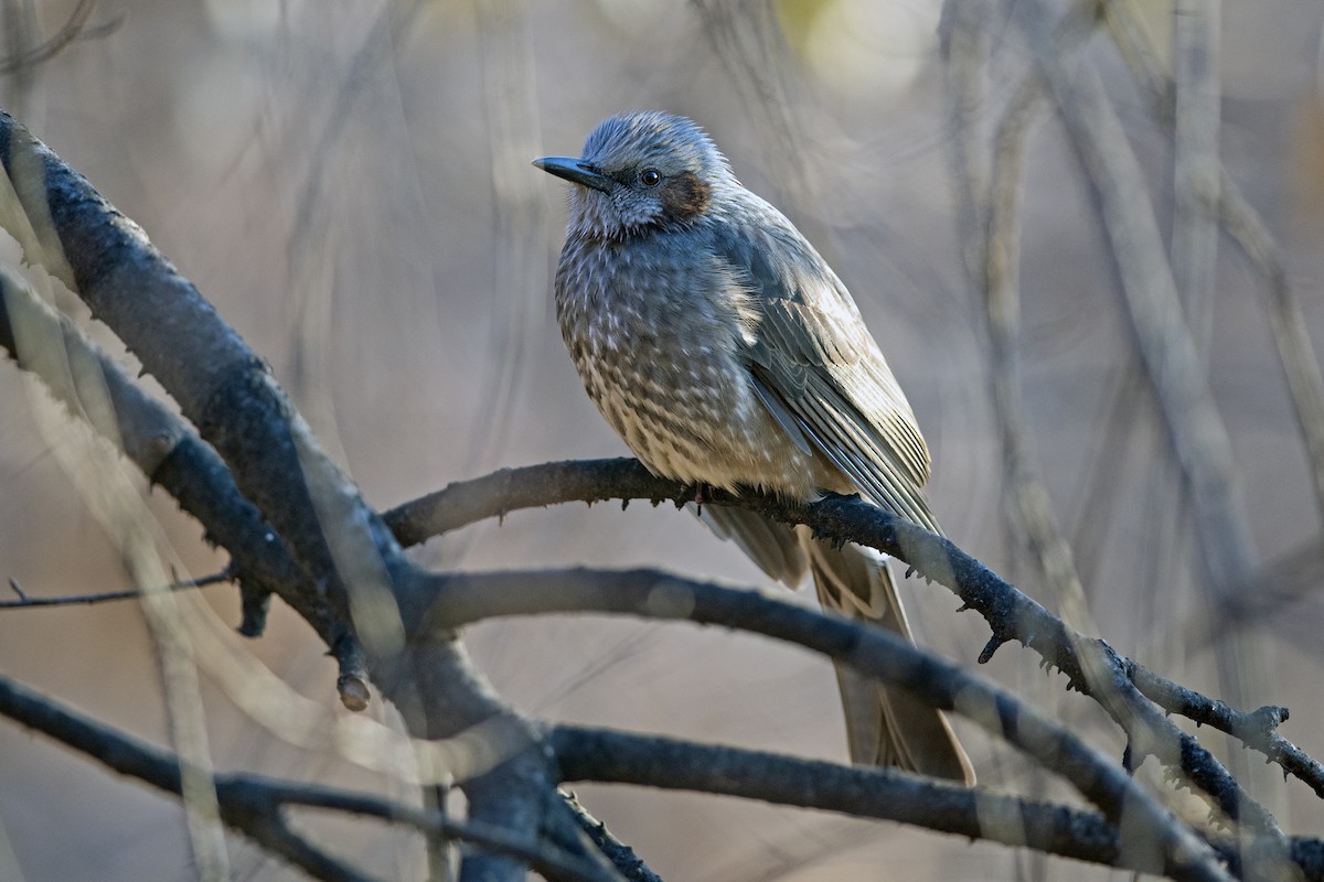 Brown-eared Bulbul - ML639104832