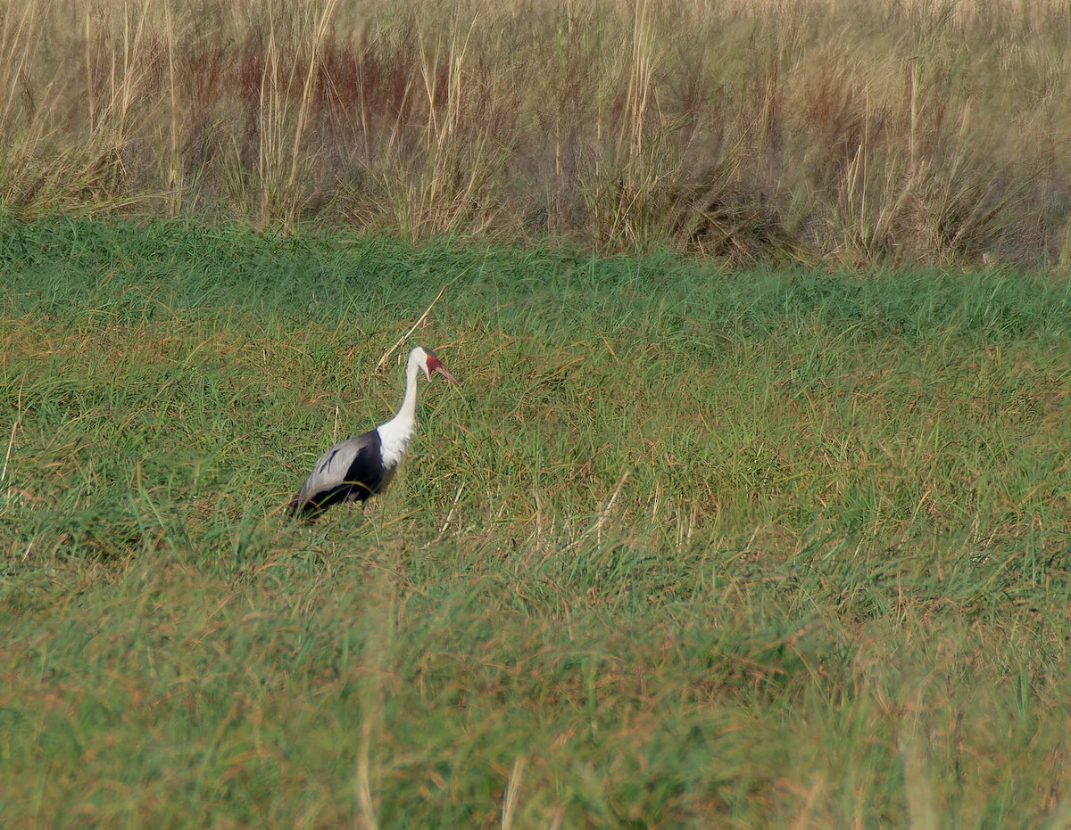 Wattled Crane - ML639104853
