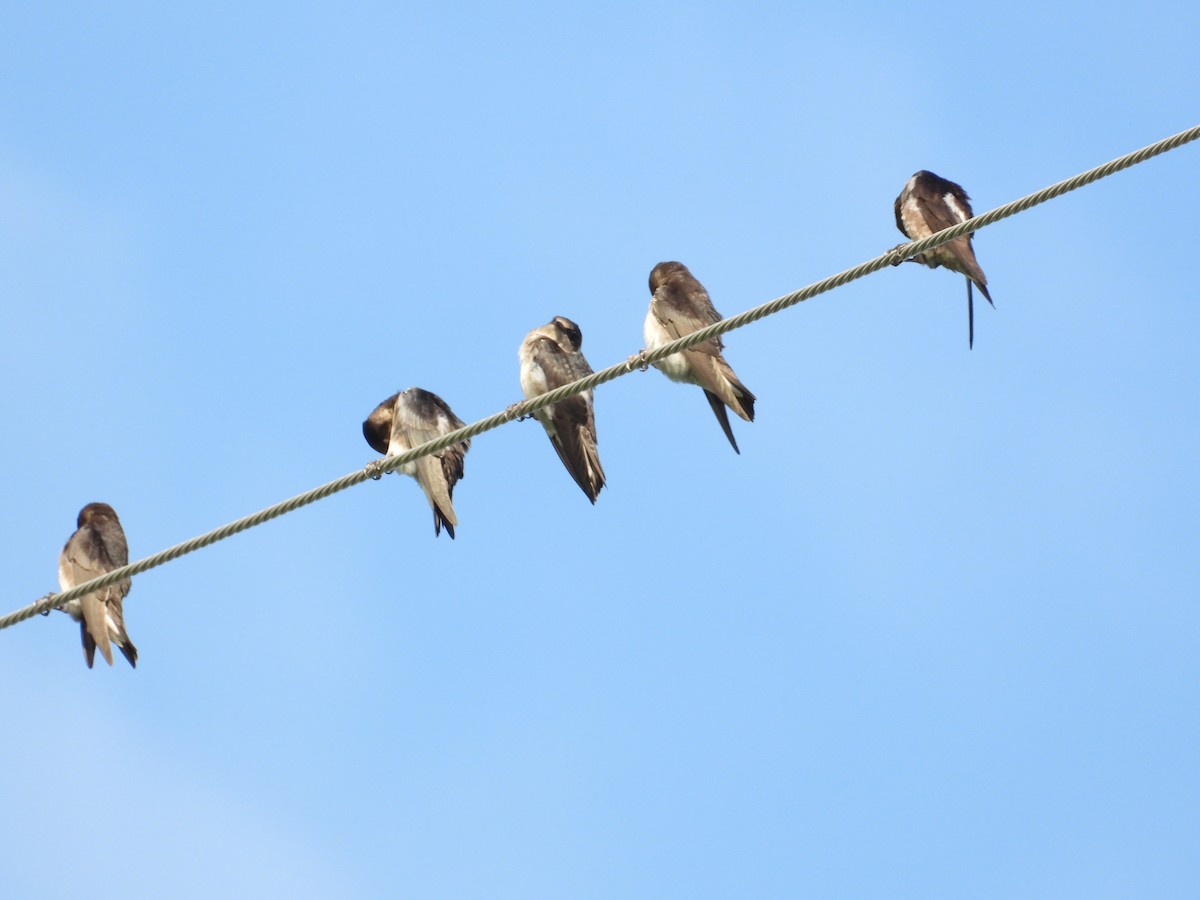Purple Martin - ML639104929