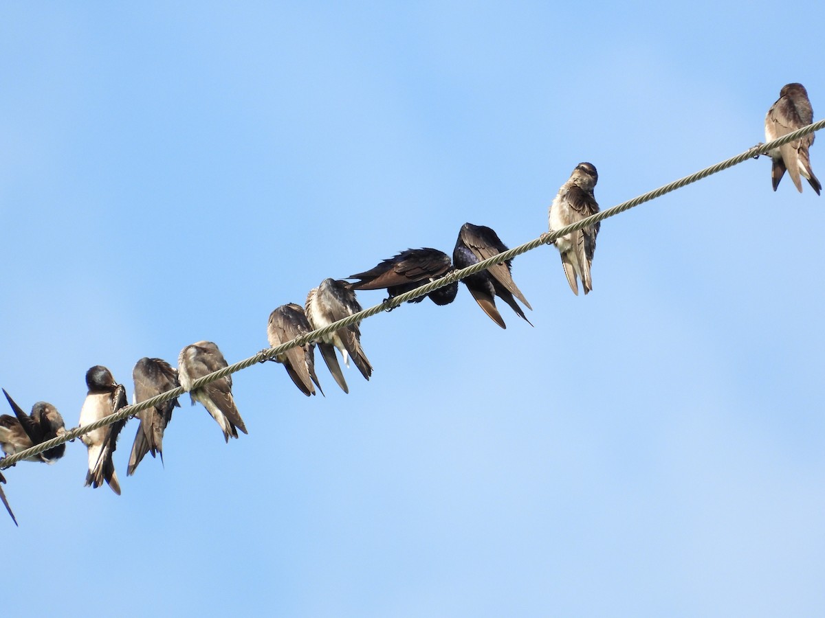 Purple Martin - ML639104930