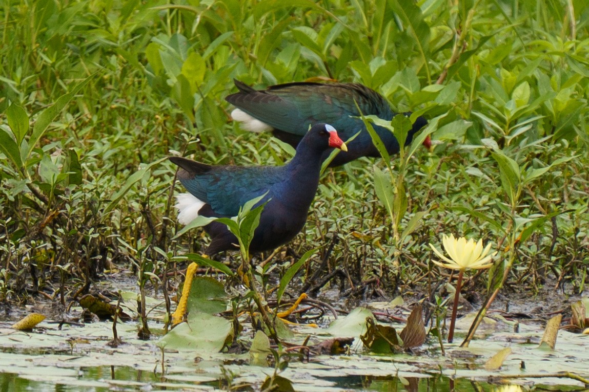 Purple Gallinule - ML639105026