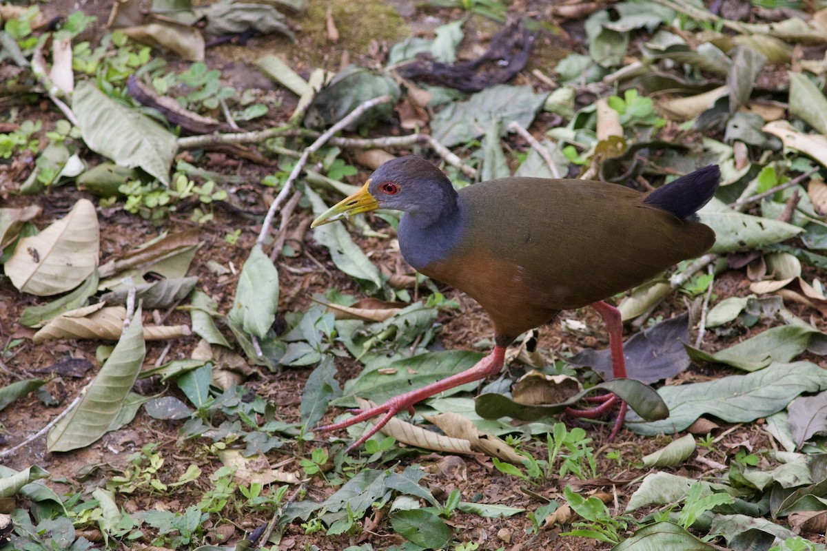 Gray-cowled Wood-Rail - ML639105067