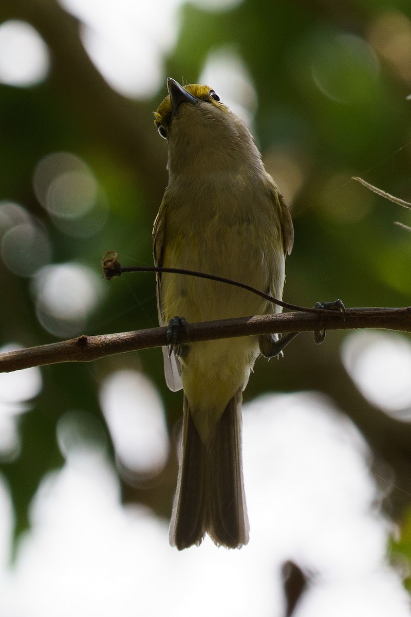 White-eyed Vireo - ML639105108
