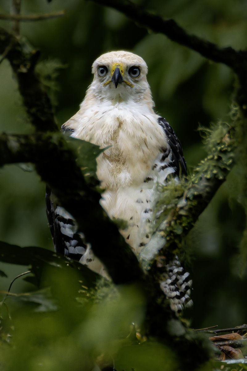 Ornate Hawk-Eagle - ML639105357