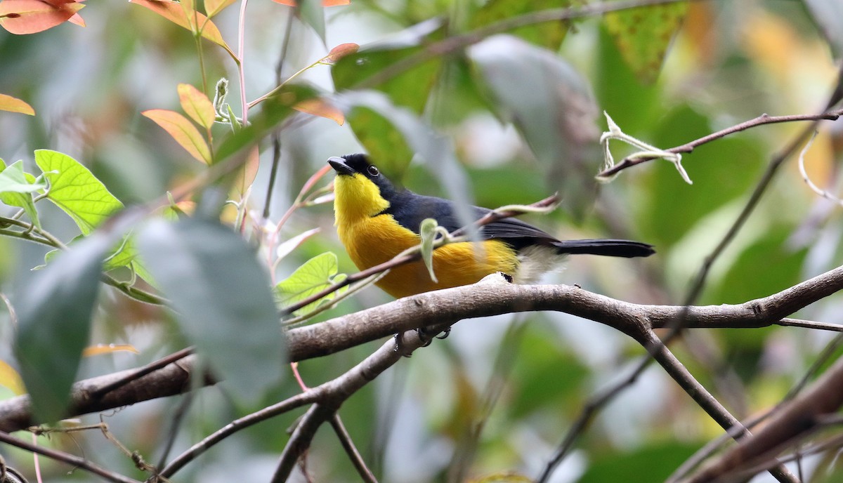 Yellow-breasted Boubou - ML639105400