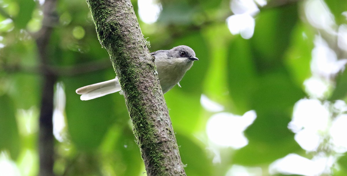 Gray Apalis - ML639105409