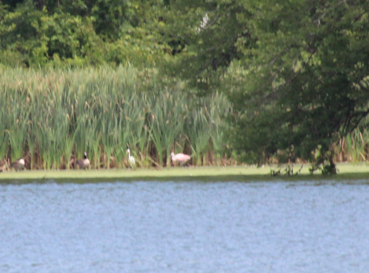 Roseate Spoonbill - ML639105413