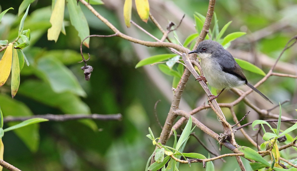 Gray Apalis - ML639105418