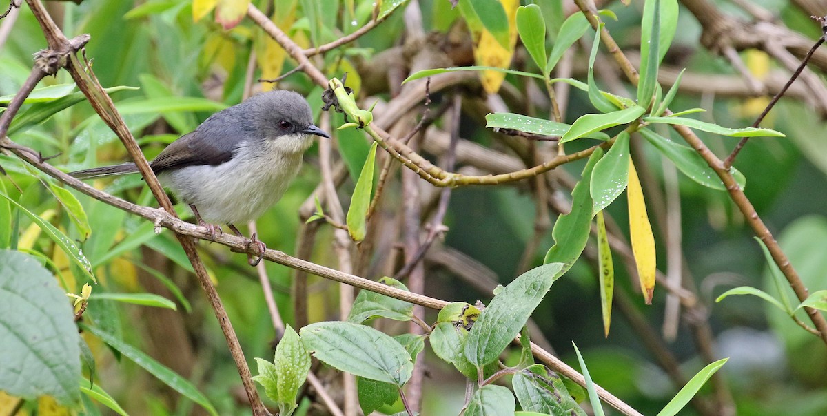 Gray Apalis - ML639105426