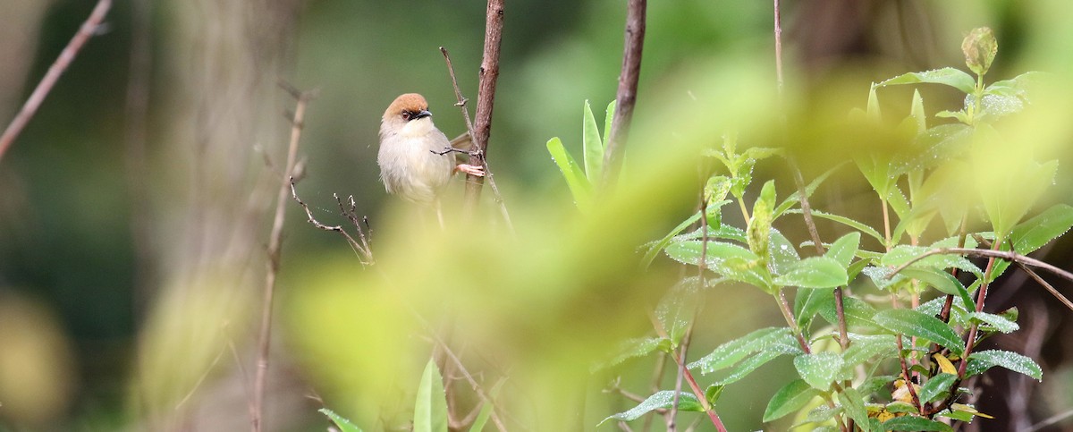 Chubb's Cisticola - ML639105439