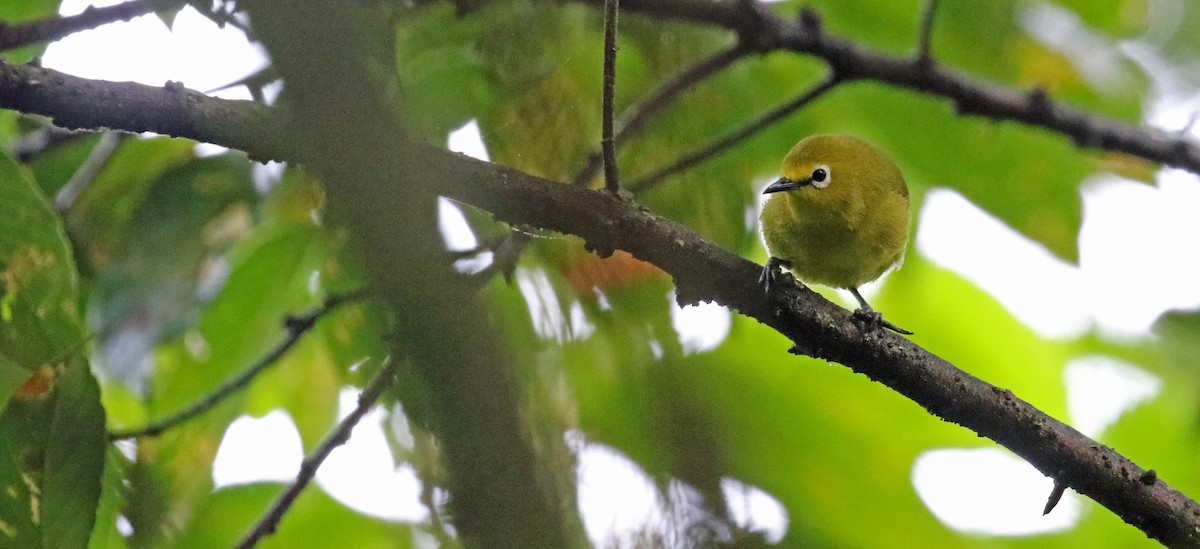 Forest White-eye - ML639105448