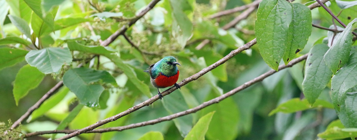 Northern Double-collared Sunbird - ML639105466