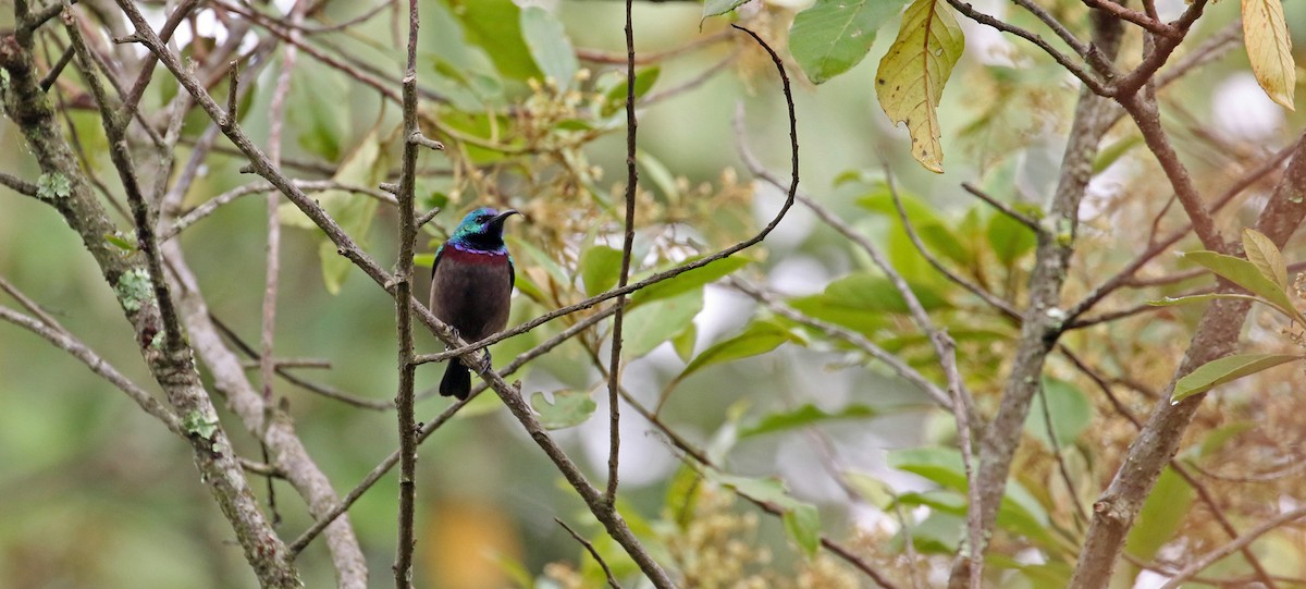 Orange-tufted Sunbird - ML639105482