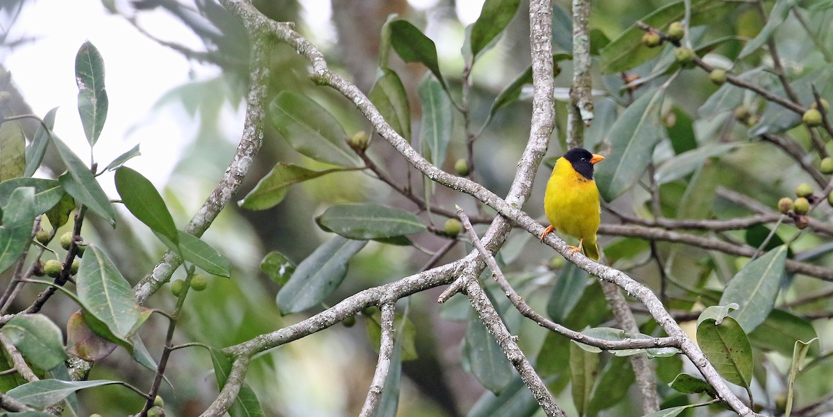 Oriole Finch - ML639105489