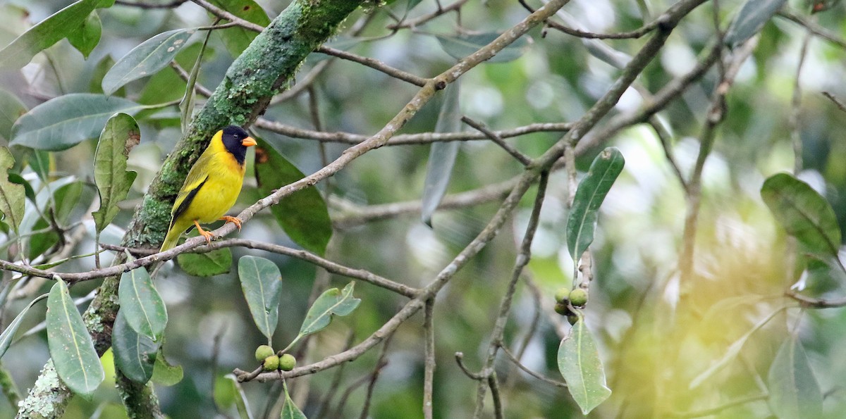 Oriole Finch - ML639105495